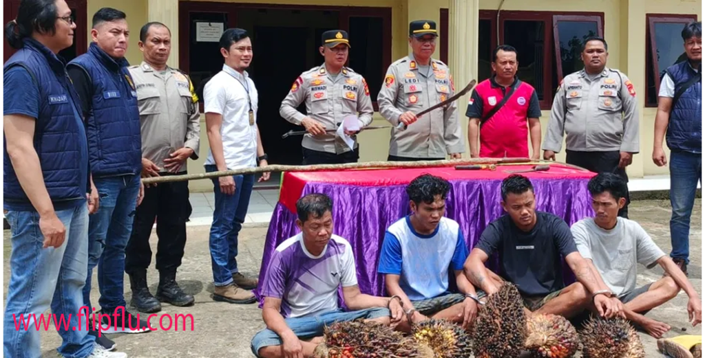 4 Pencuri Buah Sawit4 Pencuri Buah Sawit